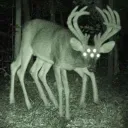deer6456
