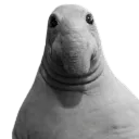 judeistuffbeanz