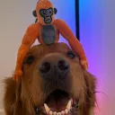 bubblesvrr