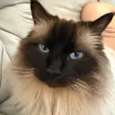 bubblesvrr