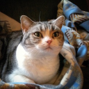 Steel5483 member profile picture