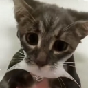 avatar Stu’s Test Dummy