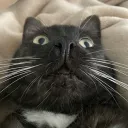 boiby