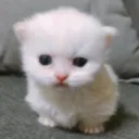 catlover_87