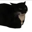 inaised