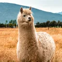llama3658