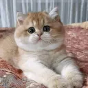 Аватар sexe5072