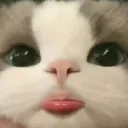 poofcakes