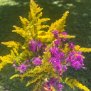 avatar ℚ 𝕦 𝕖 𝕖 𝕟🌹