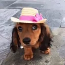 dachshundd_