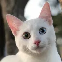 catis98 avatar