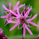 lychnis1
