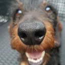 tobydeteckel