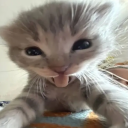 avatar nôm