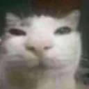 znetsgd