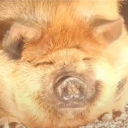 avatar Zloi Apelsin 【𝓣𝓡𝓚】