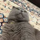 Gotonha's Avatar