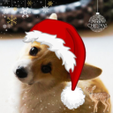 apetlover#0 avatar
