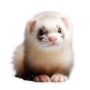 avatar cxgnc