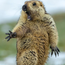 avatar Marmot
