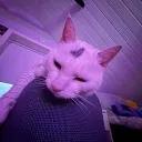 katten9974