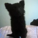 gooddogsgethalos