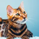 bengal_ercc