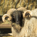 Avatar de mister_didier