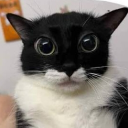 avatar ❬ el pobre bastardo: 𓂃⎙