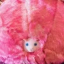 pinkpygmypuff
