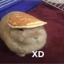 bunny_got_bread