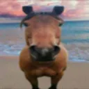 zsz.zsl.