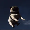 Аватар zlobanchik