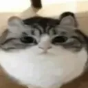 tactical_potatoes