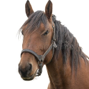 avatar HappinessFancy