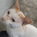 avatar ImperialMentor