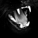 avatar ◈̿͟͞𝐃𝐢𝐯𝐢𝐧𝐞 𝔗 𝐇𝐚𝐣𝐀𝐥𝐢