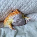 avatar 𝖉𝖔𝖑𝖕𝖍𝖎𝖓