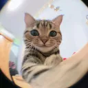 smolimc avatar