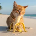 coolcat_0001