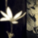 avatar akurie