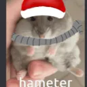 hampteroid avatar