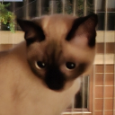 avatar 𝚊𝚝⚛𝚖𝚌𝚛𝚎𝚎𝚙𝚎