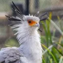 awildchocobro