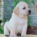 safirox. avatar