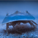 avatar 🎶limulus🎶