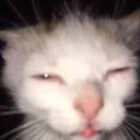sahibdailyonyt avatar