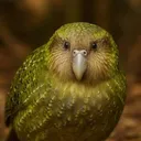 kasiaura
