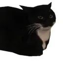 Аватар lodkapro22