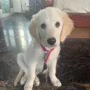 huliraya